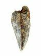 Bargain, Serrated Raptor Tooth - Morocco #62183-1